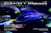 Reef - Marine Aquarium Magazine CORALES Y MARINOS · raíz de la famosa película Disney “Buscando a Dory” (Finding Dory, 2016). Especímen Paracanthurus hepatus Uno de los peces