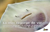 La mer regorge de vie… - Belgium · 2017-07-07 · SOMMAIRE Une mer pleine de vie Sous la surface de l’eau, la mer du Nord belge bouillonne de vie : plus de 2.000 espè-ces d’animaux
