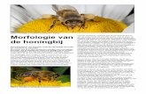 Morfologie van de honingbij - WordPress.com · 2016-04-09 · gemakkelijk zichtbaar zijn. Het zijn de zg. honingmerken. Die stimuleren de bij om er direct naar toe te gaan. De bloem