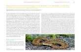 Populatieontwikkelingen bij Adders en Wilde zwijnen · 2020. 3. 12. · Het Wilde zwijn [figuur 3] maakt al lang deel uit van de fauna in het Meinweggebied. Hiervan getuigen de jachtstatistieken