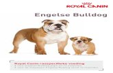 Engelse Bulldog - static.royalcanin.nl · • voor Engelse Bulldog pups tot 12 maanden • voor de volwassen Engelse Bulldog vanaf 12 maanden Engelse Bulldog. 2 De Engelse Bulldog: