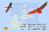 KNNV kampeervakantie Vogels kijken in Rügen 15 - 22 ...¼gen.pdf · Vogels kijken in Rügen 15 - 22 oktober 2016. KNNV kampeervakantie Rügen ... lemaal niet te zien. De trappen