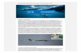 SOS Dolfijn nieuwsbrief nummer 55 september 2020 · Bestel deze of één van de andere prentenboek over dolfijnen en walvissen in de webwinkel van SOS Dolfijn. Meer bruinvissen op