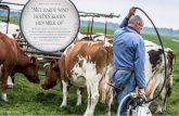Henk Hulsman melkt in weiland ‘met Harde wind koeien€¦ · Met een tas vol koeken zeult hij rond de kar. “Anders krijg je ze echt niet vast.” Iedere koe heeft haar eigen vaste