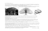De (Konings)linde - Arboretum Assenarboretum-assen.nl/wp-content/uploads/2016/01/De-linde... · 2017. 1. 24. · De (Konings)linde: Tilia europaea cv ‘Koningslinde’ De linde is