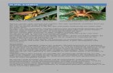 Sesia apiformis, wespvlinder, een insect Dolomedes ... · Een kruisspin behoort tot de familie Araneidae, het geslacht Araneus en de soort diadematus. Geslacht en de soort worden