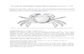 Le crabe de Christophe Colomb Planes minutus (Linnaeus, 1758) minutus_pour INPN.… · Citation de cette fiche : Noël P., 2014. Le crabe de Christophe Colomb Planes minutus (Linnaeus,