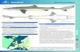 Doornhaai Squalus acanthias - Dutch Shark Society · kreeftachtigen (11,87%) en weekdieren (2,79%) (Ellis et al., 1996). Omgekeerd liet een onderzoek uit Nieuw Zeeland naar de ...