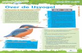 Over de IJsvogel - Vogelbescherming Nederland€¦ · Dit kan door een poster te maken of door een verhaal te vertellen aan de hand van de tekening en het voorwerp voor het gewicht