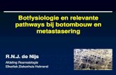 Botfysiologie en relevante pathways bij botombouw en ... · Botfysiologie en relevante pathways bij botombouw en metastasering Afdeling Reumatologie Elkerliek Ziekenhuis Helmond R.N.J.