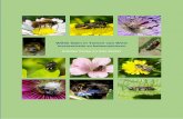 Inventarisatie en beheeradviezen Anneke Teepe en Arie Koster · Omdat wilde bijen van groot belang zijn en tevens een goede indicator voor biodiversiteit in bredere zin, en omdat