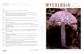 103 /3 MYCO LOGIA May / June 2011 M A Y MYCOLOGIAJune … · Karen Snetselaar, managing editor (2009–2014) St. Joseph’s University Biology Dept., 5600 City Ave. Philadelphia,