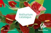 Anthurium catalogus - Houwenplant · De anthurium geeft nieuwe bloemen en bladeren, de oudere bladeren en bloemen verkleuren na verloop van tijd. Gele bladeren en verdorde bloemen
