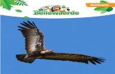 New Roofvogels - Bellewaer Roofvogels NL.pdf · 2020. 2. 28. · Veel roofvogels worden met uitsterven bedreigd. Mensen willen ze vangen om als huisdier te houden. Er is ook nog veel