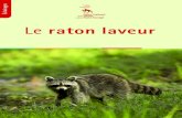 Le raton laveur - eee.mnhn.freee.mnhn.fr/wp-content/uploads/sites/9/2016/01/Raton-laveur-Eclaira… · Le raton laveur est l’une de ces espèces introduites qui, à partir d’un