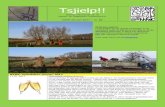 Tsjielp!! - NVWC 82 - januari 2017_1.pdf · In 2016 zijn 58 bomen gesnoeid op 3 locaties rondom Culemborg. Hier een verslag in woord en beeld. Voor meer foto’s zie de fotopagina.