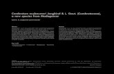 Combretum nusbaumeri Jongkind & L. Gaut. (Combretaceae), a ... · Combretum nusbaumeri Jongkind & L. Gaut., spec. nova (Fig. 1) Typus:MADAGASCAR:Antsiranana (Diego Suarez), sous-préfecture