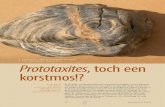 Prototaxites van Lathum. Prototaxites, toch een korstmos!? toch  ¢  Prototaxites, toch een