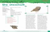 Leerling Vogels in de klas De steenuil · 2019. 2. 8. · komer. Meestal is dat een jonge vogel op zoek naar een eigen plek. Vliegvlug Steenuilen broeden vanaf half april tot half