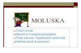 Moluska - WordPress.com · Klasifikasi Gastropoda ( cth: keong & bekicot) Cephalopoda (cth: cumi-cumi & gurita) Pelecypoda (cth: kerang-kerangan) Scaphopoda ( cth: keong gading) Amphineura