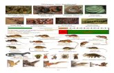 Gifslangen (niet beschermd) - Dennebos Suriname...94 Jachtwild kalender - Noordelijke zone = open seizoen voor de jacht Baglimit per soort jan feb. mrt apr mei jun jul aug sep okt