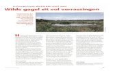 komt Wilde gagel zit vol verrassingenecologischadviesbureaumaes.nl/117.pdf · 2017. 4. 22. · ln Europa komt slechts eén soort voor Wilde gagel zit vol verrassingen Gagelsoorten