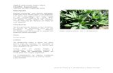 InfoIarna - Familia: · Web viewDypsis lutescens (H. Wendl.) Beentje & Dransf. Familia: Arecaceae Nombre común: Areca Descripción Palmera dioica, con varios troncos anillados de