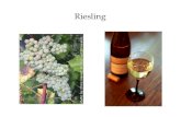 Riesling - KBC WIJNCLUBkbcwijnclub.be/Druiven Riesling.pdf · 2019. 6. 7. · ampelografie • kleine druifjes met dikke schil, niet allen even groot • late bloei (geen vorst probleem)
