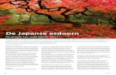 De Japanse esdoorn - Boomzorg · meter hoog in hun natuurlijke verspreidingsge-bied. Er worden een paar kleinere species ten tone-le gevoerd om met name de sier- en kantoortuin en