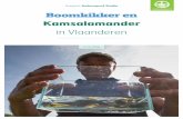 Rapport Natuurpunt Studie Boomkikker en 2018. 7. 17.آ  (Antwerpse Kempen) te vinden waren (Figuur 2).