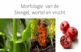 Morfologie van de Stengel, wortel en vrucht · Functies van de wortel •Vasthechten in de bodem. •Het opnemen van water en voedingszouten en dit via de stengel transporteren naar