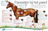 Parasieten bij het paard - Zoetis · (Parascaris equorum) Omschrijving: Met name bij veulens gevonden, omdat paarden immuniteit ontwikkelen rond de achttien maanden leeftijd Grootte: