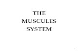 THE MUSCULES SYSTEM - anatom.ua › wp-content › uploads › MIOLOGY.pdfkovalchuk@anatom.ua. Title: Слайд 1 Author: QNX Created Date: 11/3/2020 11:34:59 AM ...