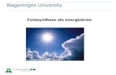 Fotosynthese als energiebron - WUR ... Korstmos: Droog/Nat Adaptatie in Korstmossen Licht en donker