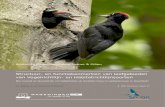 Structuur- en functiekenmerken van leefgebieden van Vogelrichtlijn- en … · 2015. 6. 25. · Structuur en functiekenmerken van leefgebieden van Vogelrichtlijn en Habitatrichtlijnsoorten