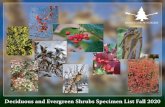 Deciduous and Evergreen Shrubs Specimen List Fall 2020 · 2020. 9. 6. · Enkianthus campanulatus 'Miyama-beni' Miyama-beni Redvein Enkianthus3-4' B+B 1 $ 149.99 Dark green leaves