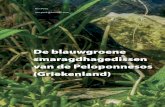 De blauwgroene smaragdhagedissen van de Peloponnesos …terra-oss.nl/18-lac75-1-blauwgroene smaragd.pdf · 2019. 12. 23. · Blauwgroene smaragdhagedis 6 Lacerta Nummer 1 Jaargang