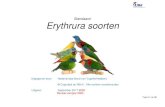 Standaard: Erythrura soorten - nbvv.nl · 10 cm bij de kleinere soorten, zoals de blauwgroene-, veelkleur- en kortstaart papegaaiamadine, tot 15 cm bij de grootste soort, de Papoea