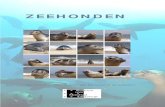 ZEEHONDEN - CMO · 2016. 5. 30. · zeeleeuw, zeeolifant, zeepaardje, zeekoe en zeehond. Vaak gaat het om zoogdieren. Dat zijn dieren die hun jongen levend ter wereld brengen. Zoogdieren