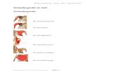 Anatomie van de Spieren - spieren.pdfAnatomie van de Spieren Bron:afbeeldingen en omschrijving: SWSportmassage.nl Pagina 3 M. Coracobrachialis Functie - Anteflexie arm: de bovenarm