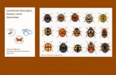 Lieveheersbeestjes, Kevers voor dummiesthissideofparadise.nl/wp-content/uploads/2015/08/Kevers...An inordinate fondness for beetles (J. B. S. Haldane) Lieveheersbeestjes +/- 40 soorten