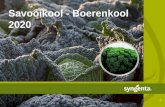 Savooikool - Boerenkool 2020 - Syngenta Belgie · 2019. 12. 19. · Wiratoba 140 1 juni –1 aug nov –half mrt 65/50 1,5 t/m 2,5 Sterk tegen vorst en Xanthomonas, volumineus planttype