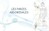 LES PAROIS ABDOMINALESanatomie-fmpm.uca.ma/wp-content/uploads/2020/07/Parois...II.CONSTITUTION DES PAROIS: B.Muscles et aponévroses: Constituent une sangle musculo-aponévrotique: