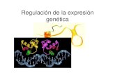 Regulación de la expresión genética - UNAMdepa.fquim.unam.mx/amyd/archivero/... · 2012. 5. 10. · lac Z β-Galactosidasa lacY Permeasa lac A Transacetilasa. Represión por catabolito