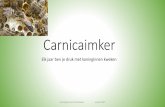 Carnicaimker · 2021. 1. 22. · 1 dags Carnica-larven in * na 24 uur aangeblazen doppen * dan in heel goed pleegvolk ... •Wat ga je nu doen met deze prachtige moer? Vereniging