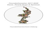 Faunabeheerplan 2017-2020 Kauw, Zwarte Kraai & Spreeuw · 2019. 5. 21. · De Kauw is in Limburg een talrijke broedvogel, de schatting in 1998 was 6.900 tot 15.000 paren (Bron: Avifauna