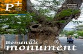 Bomen alsmonument · 2020. 1. 17. · het monument niet alleen de hele stoep heeft veroverd, maar Een straat tropische amandelbomen op het eiland Con Dao geniet de beschermde De levende