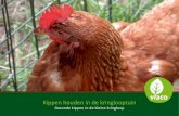 Kippen houden in de kringlooptuin - Limburg.net...• Kippen houden uw tuin netjes. Door ze gecontroleerd in te zetten kunt u kippen gebruiken om delen van de (moes)tuin slakken- en