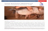 NINE-BANDED ARMADILLO Dasypus novemcinctus Linnaeus, 1758 · Armadillo (Redford & Eisenberg 1992), Texas Armadillo (Hamilton 1946, Long 2003), Nine-banded Long-nosed Armadillo (Naughton-Treves