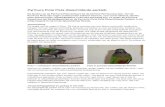 Geschilderde Parkiet pyrrhura picta picta - V.V. De Kanarievogel